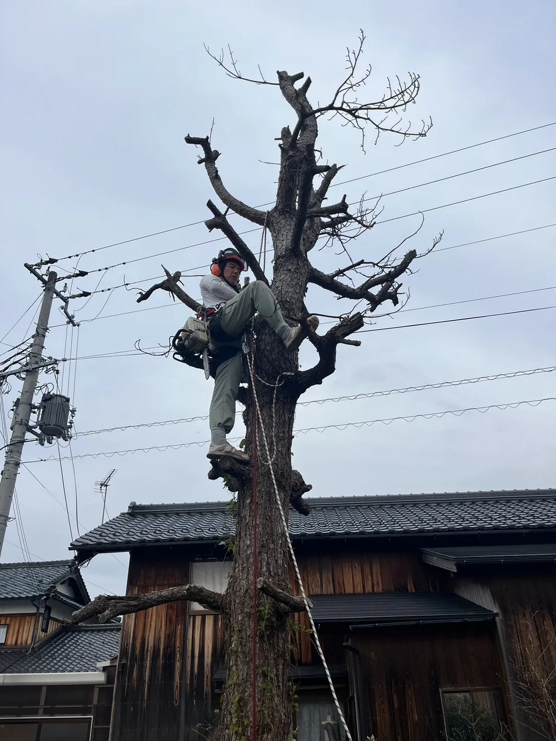 空き家の枯れ松伐採